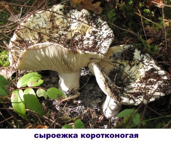 russula s bijelim šeširom