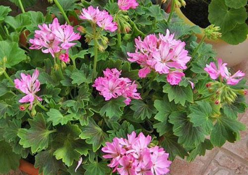 Manikirani grm Pelargonium Gosbrook Robyn Louise